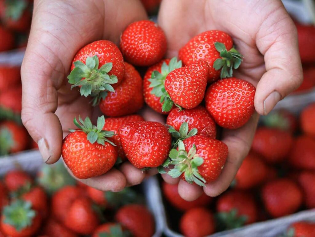 Incentivo à agroecologia em Niterói. (Foto: Filipp Romanovski/Pexels)