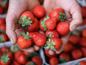 Incentivo à agroecologia em Niterói. (Foto: Filipp Romanovski/Pexels)