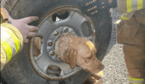 Resgate - Animal - Cachorra - Bombeiros - Filhote