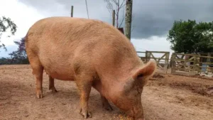 Leitoa resgatada encontra amor e cuidado em santuário animal