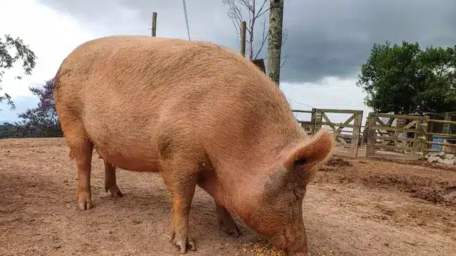 Leitoa resgatada encontra amor e cuidado em santuário animal