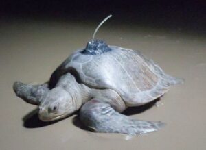 A revolução da telemetria na salvaguarda das tartarugas