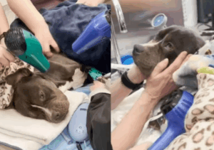 Cachorro congelado - cachorrinho