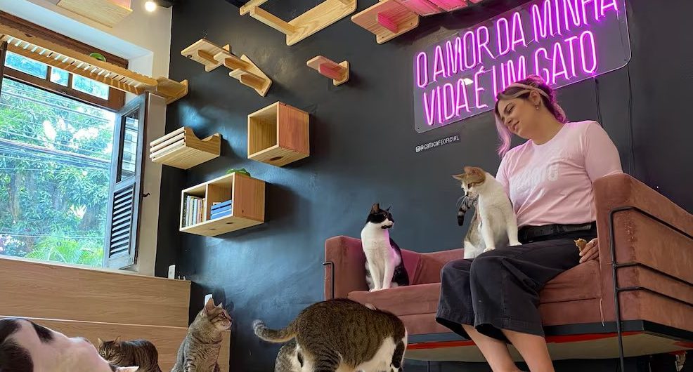 Conheça o Gato Café, no Rio de Janeiro. (Foto: Divulgação/Gato Café)
