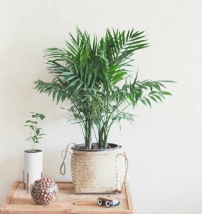 Palmeira areca