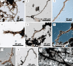 Fóssil inédito de 540 milhões de anos revoluciona estudo da vida