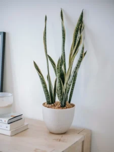 língua-de-sogra planta calor