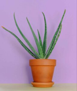 babosa aloe vera plantas calor