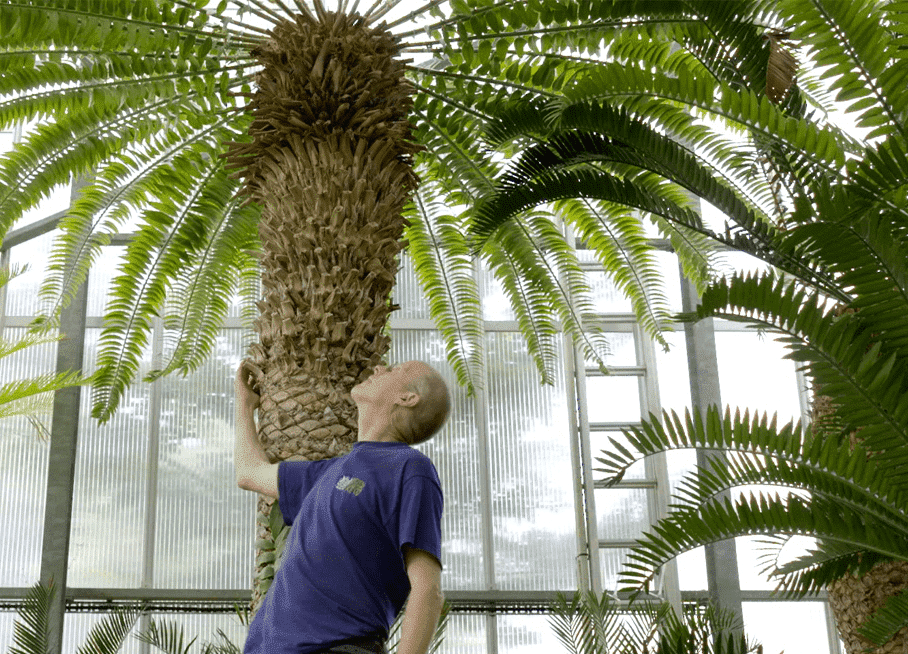 Pesquisadores procuram par para a árvore 'mais solitária' do mundo. (Foto: Reprodução/YouTube)