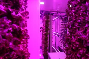 Inovação chilena: Farmtastica adapta contêineres para a agricultura vertical, prometendo revolucionar o cultivo de hortaliças.