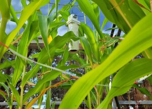 Sensor desenvolvido pela Embrapa em parceria com a UFC para irrigação com IA. (Foto: Otto Souza/Embrapa)