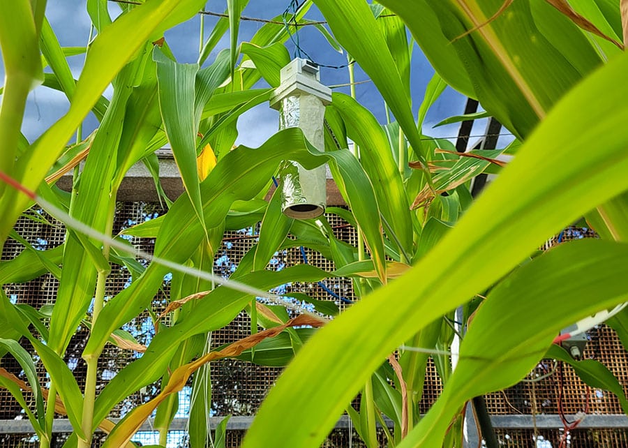 Sensor desenvolvido pela Embrapa em parceria com a UFC para irrigação com IA. (Foto: Otto Souza/Embrapa)