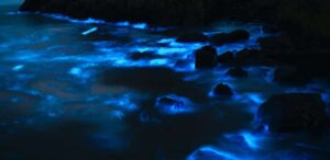 Fenômeno de bioluminescência ilumina a praia à noite, criando um brilho azul intenso nas ondas e rochas. Evento raro impressiona moradores e turistas