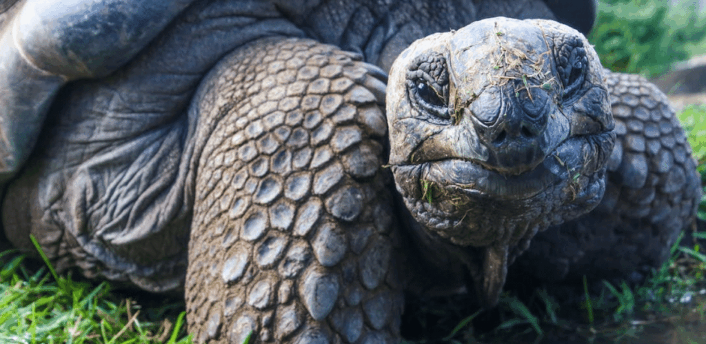 Close de uma Tartaruga-das-Galápagos em ambiente natural no zoológico, espécie ameaçada com novos filhotes.
