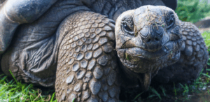 Close de uma Tartaruga-das-Galápagos em ambiente natural no zoológico, espécie ameaçada com novos filhotes.