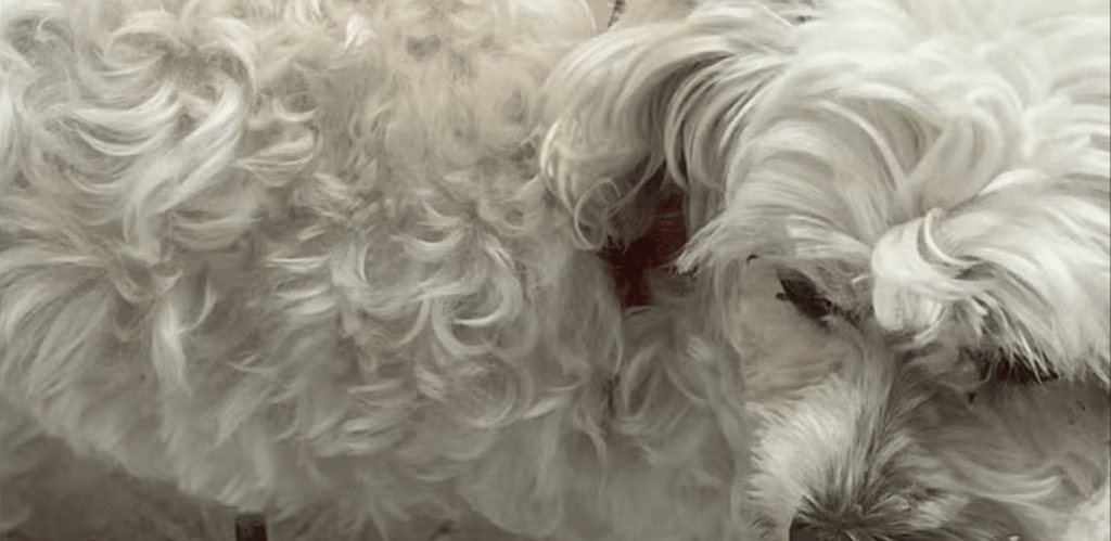 Cadela da raça maltês, com pelos brancos e encaracolados, que foi abandonada e depois resgatada em Santa Catarina