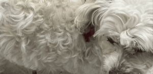 Cadela da raça maltês, com pelos brancos e encaracolados, que foi abandonada e depois resgatada em Santa Catarina