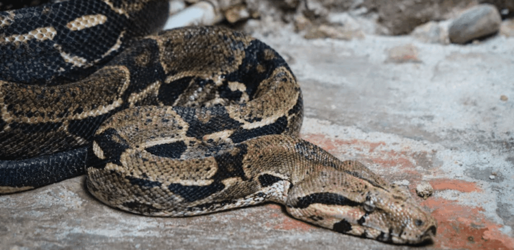 Jiboia de coloração marrom e preta repousa enrolada no chão de concreto após ser resgatada com segurança na ciclovia do Vidigal