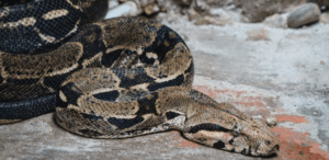 Jiboia de coloração marrom e preta repousa enrolada no chão de concreto após ser resgatada com segurança na ciclovia do Vidigal