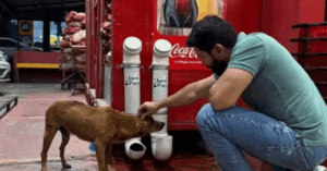 Médico instala comedouros e bebedouros para pets nas ruas de Macapá