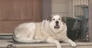 Cachorro encontra criança e salva menino desaparecido no Arizona