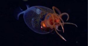 Lula colossal registrada viva em expedição científica no oceano, revelando detalhes inéditos sobre esse invertebrado gigante