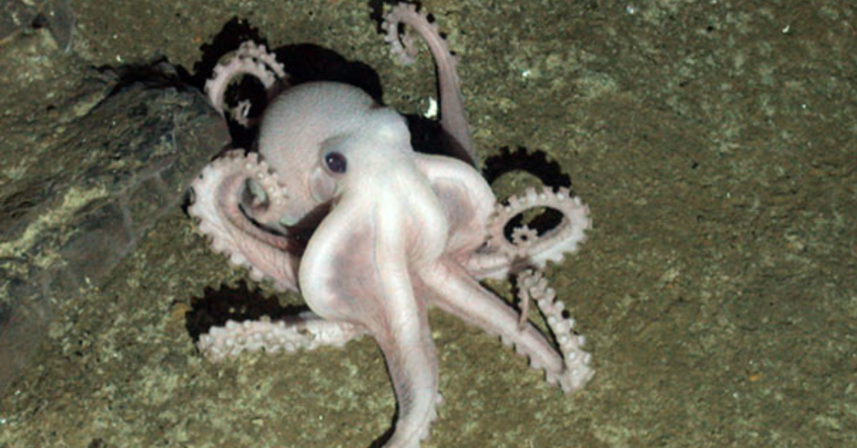 Expedição descobre novas espécies, incluindo polvo em águas profundas da Antártida
