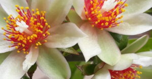 Flor da ora-pro-nóbis, planta rica em nutrientes e fácil de cultivar