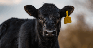 Genética bovina de alta qualidade – recorde de R$ 27 milhões no Leilão Gibertoni para pacote genético de Parla FIV AJJ.