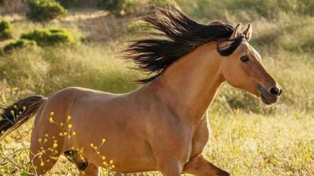 O Cavalo Spirit na vida real galopa livre em pasto do Return to Freedom, em um santuário na Califórnia