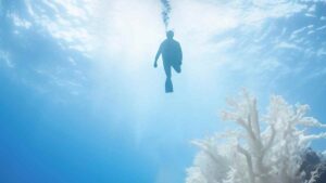 Feira internacional une sotores da economia do mar