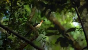 Ave em floresta tropical no Parque Nacional Cavernas do Peruaçu, novo local onde a UNESCO reconhece novos patrimônios