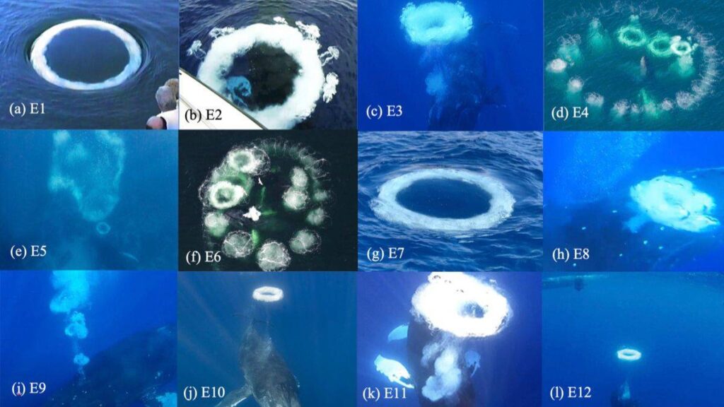 Anéis de bolhas formados por jubartes ilustram a teoria das baleias mensageiras e sugerem tentativa de comunicação com humanos.