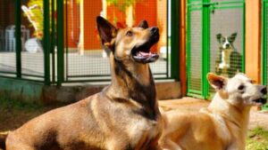 Dois cães aguardam adoção em abrigo de São Paulo, representando a campanha de incentivo à adoção de animais em SP.
