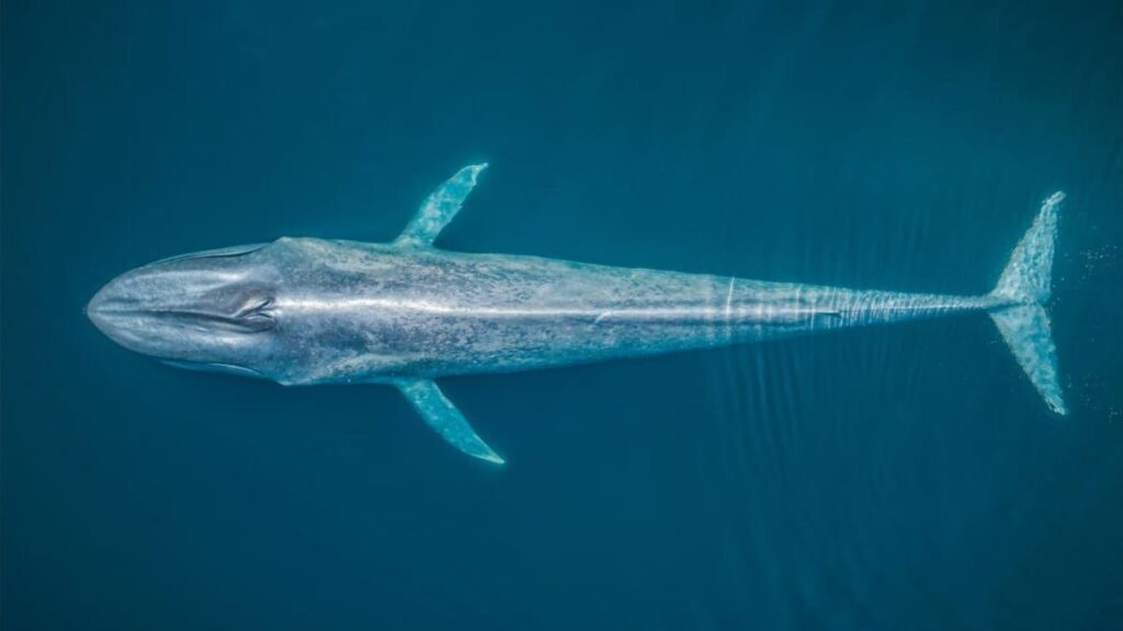 bolsas de estudo sobre o oceano