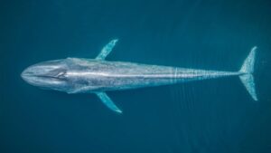 bolsas de estudo sobre o oceano
