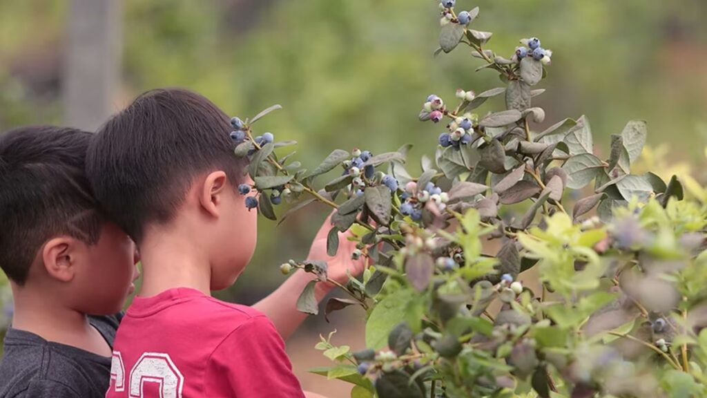 crianças participando da produção de mirtilo na Chácara Catavento durante atividade de turismo rural.