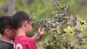 crianças participando da produção de mirtilo na Chácara Catavento durante atividade de turismo rural.