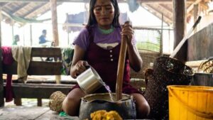 Sociobioeconomia na prática: povos da Amazônia transformam saber ancestral em sustento digno e preservação da floresta.