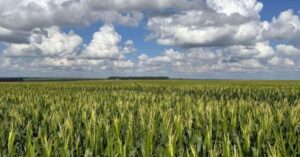 Campo de milho em Goiás cultivado com práticas de agricultura regenerativa, representando produtividade sustentável mesmo em períodos de estiagem.