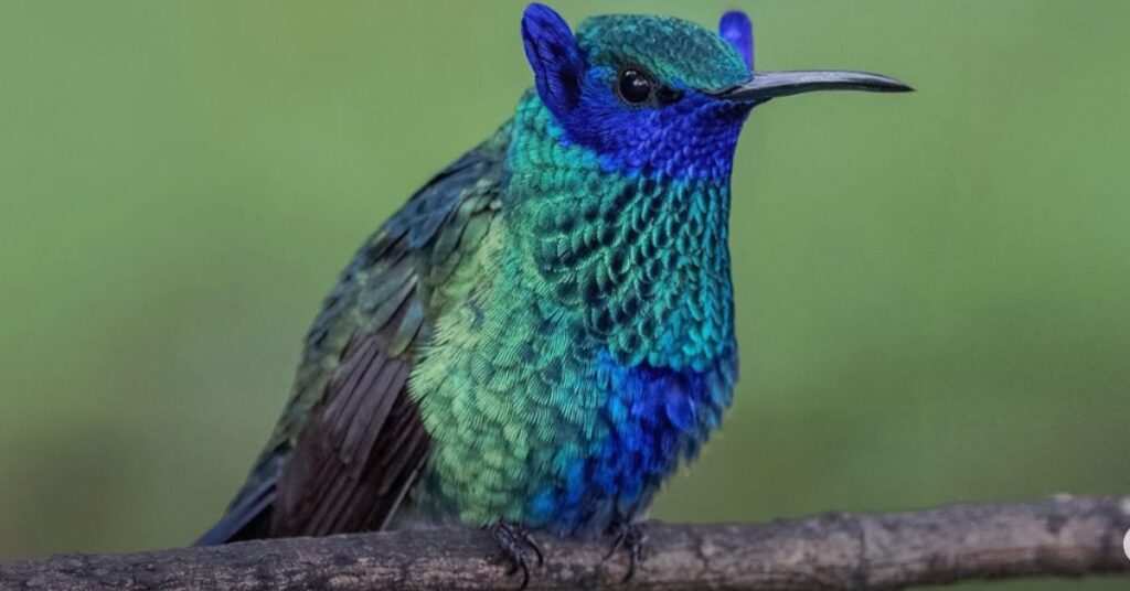 beija flor com orelhas em Bogotá