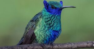 beija flor com orelhas em Bogotá