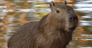 Fama da capivara celebrada no Dia Mundial pela ONU Descrição: Capivara descansando em área verde próxima à água, com pássaro ao lado. Legenda: A fama da capivara ganha destaque no Dia Mundial, reconhecido pela ONU Brasil como símbolo de paz e biodiversidade.