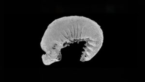 Micrografia eletrônica de varredura do Youti yuanshi, considerado o fóssil artrópode mais antigo, com estruturas internas preservadas como cérebro e órgãos.