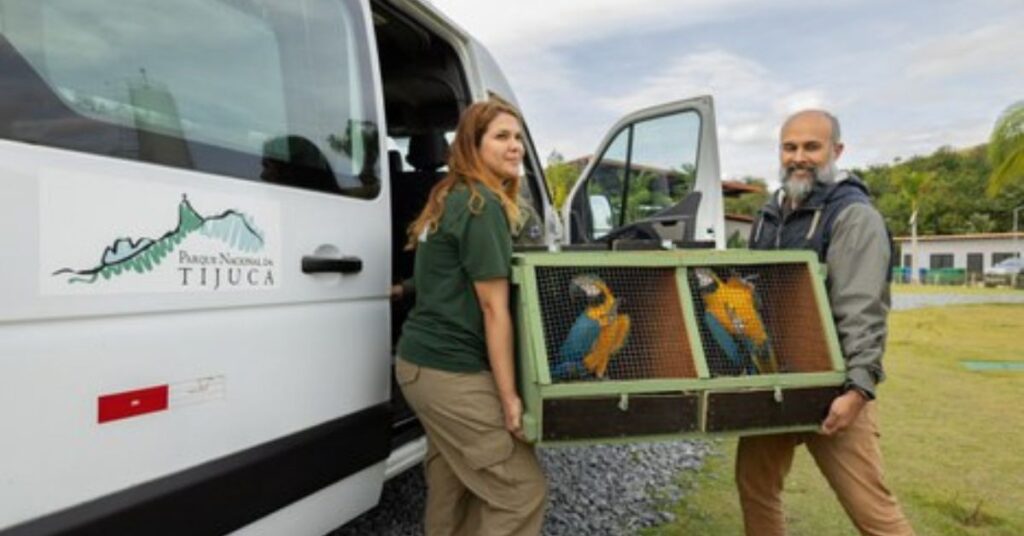 Arara-canindé volta à Tijuca: equipe do Refauna transporta aves para o Parque Nacional.