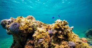 corais do Caribe em águas cristalinas da Colômbia Título da imagem: Corais do Caribe renascem com técnica colombiana