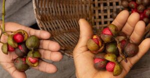 Sementes amazônicas usadas pela Natura no desenvolvimento de produtos da linha Ekos Andiroba, exemplo de empresas no ranking ESG.