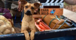 Cão Amendoim, protagonista do filme Caramelo na Netflix, durante as filmagens.