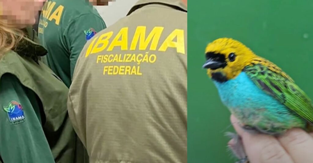 agentes do Ibama e ave silvestre resgatada em operação ambiental