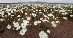 Flores no Atacama cobrem o deserto chileno em 2025